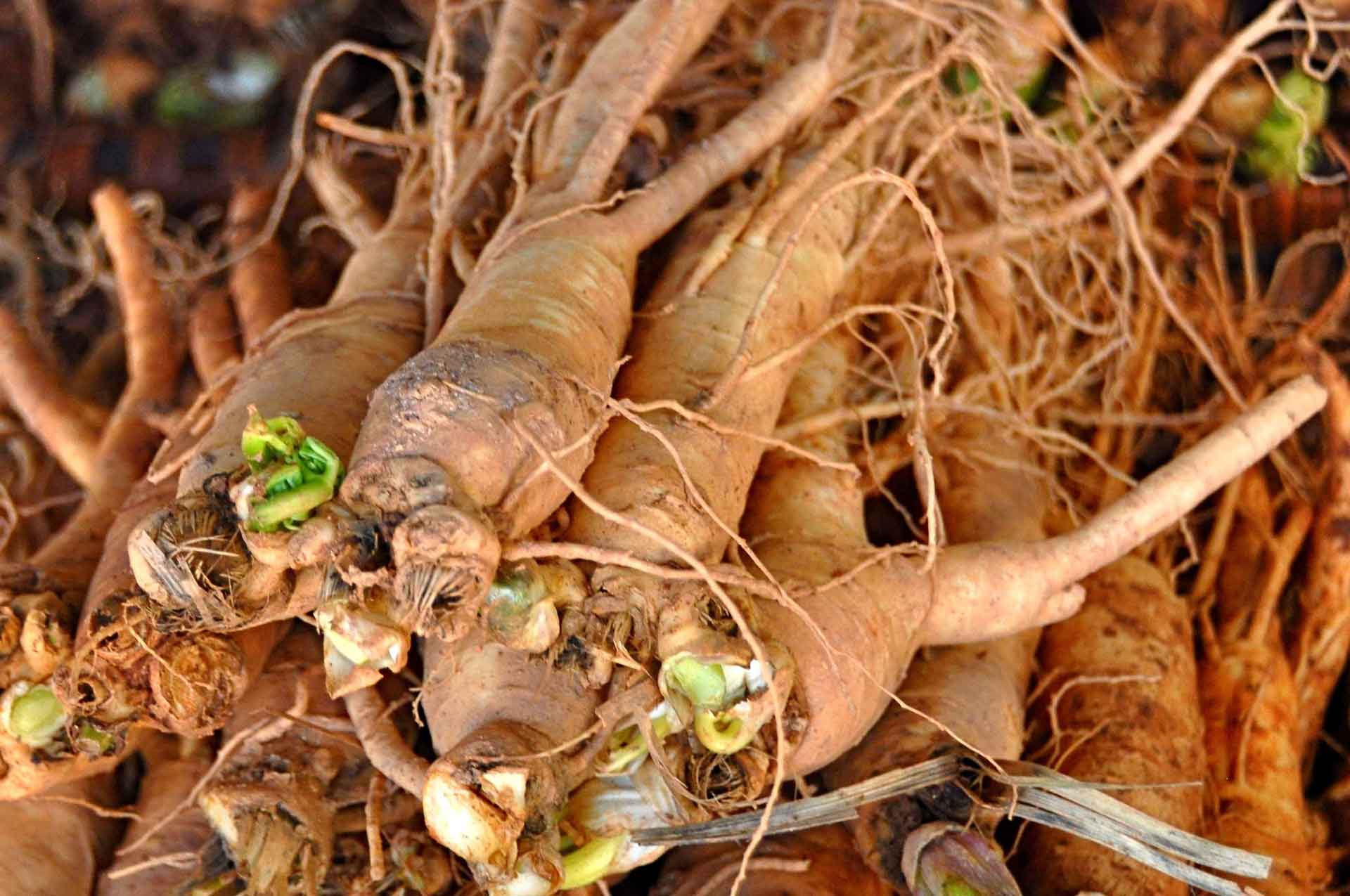 Đương Quy