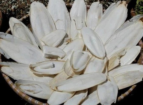 Ô Tặc Cốt
